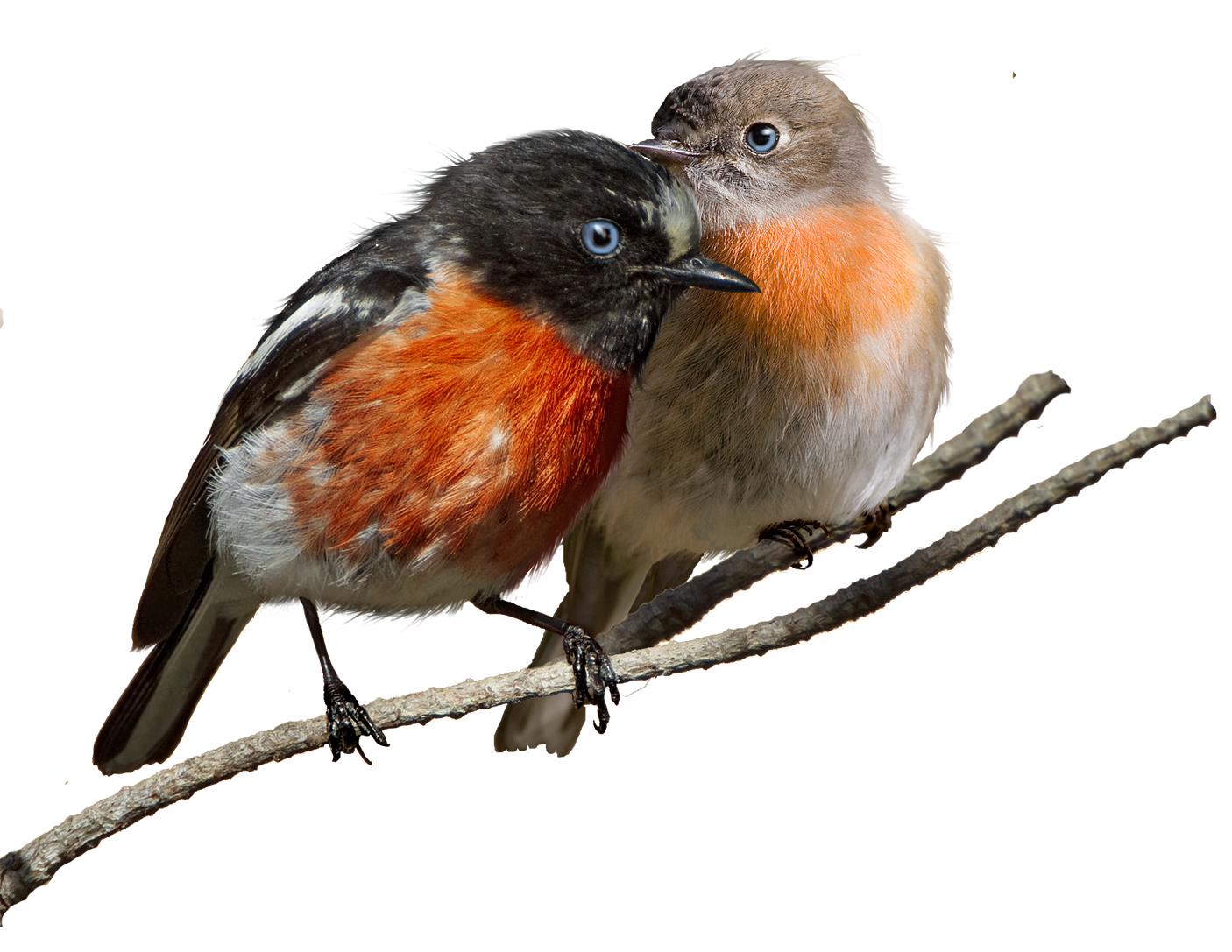 an image of two birds