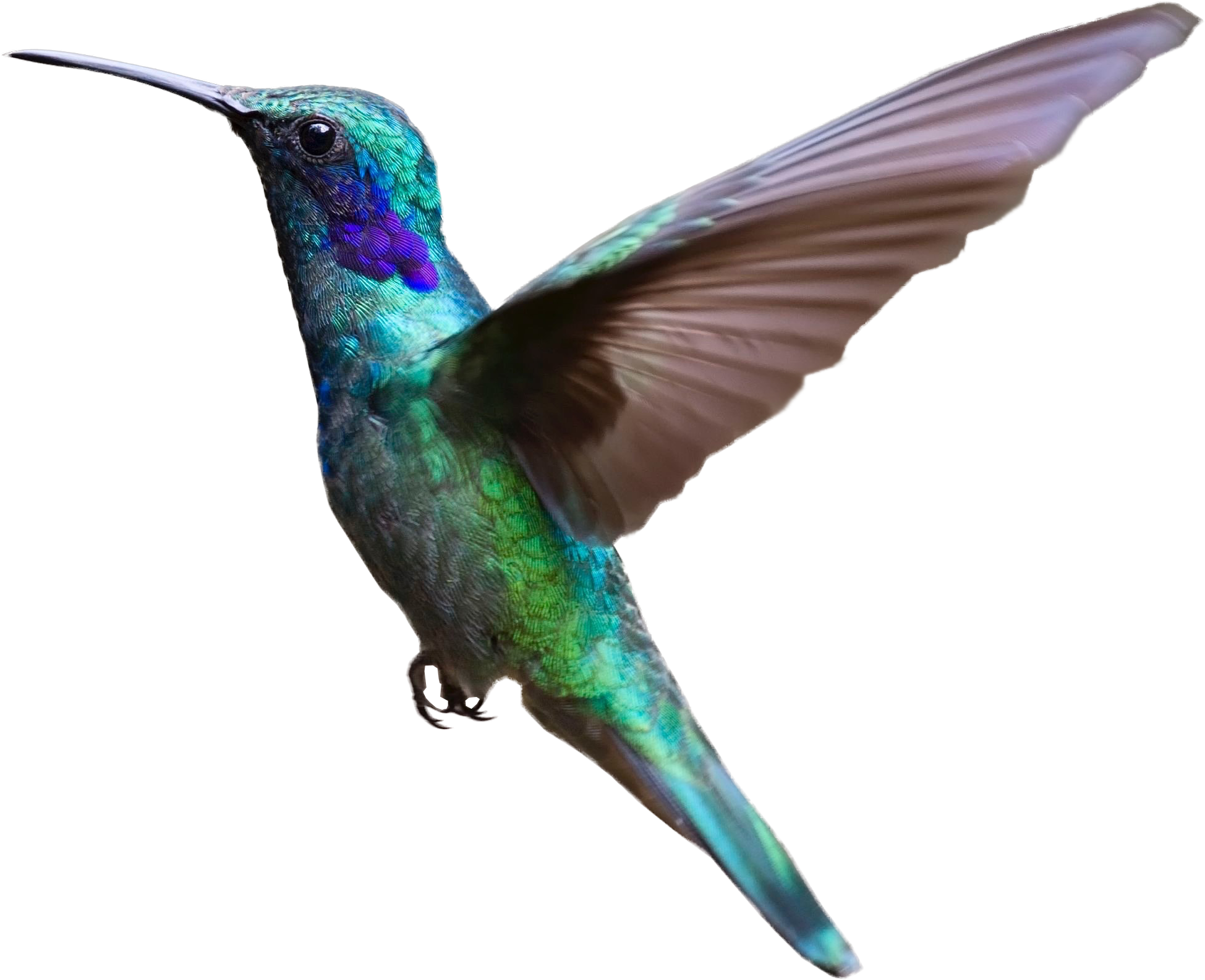 an image of a hummingbird